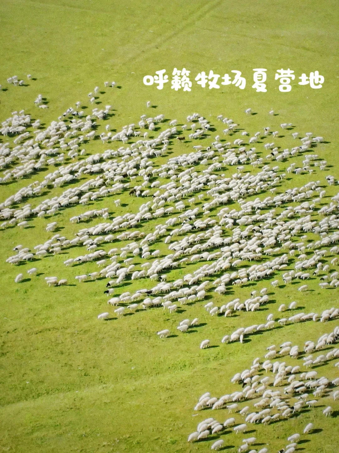 来自草原的90后牧场主说一说羊肉行业的秘密