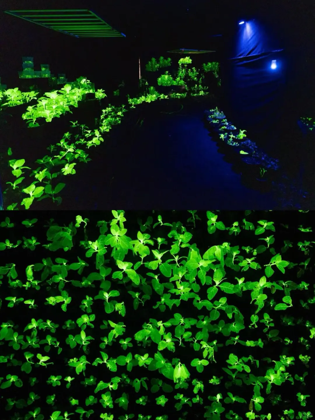 速预约！园博会「暗夜花房」美到窒息?