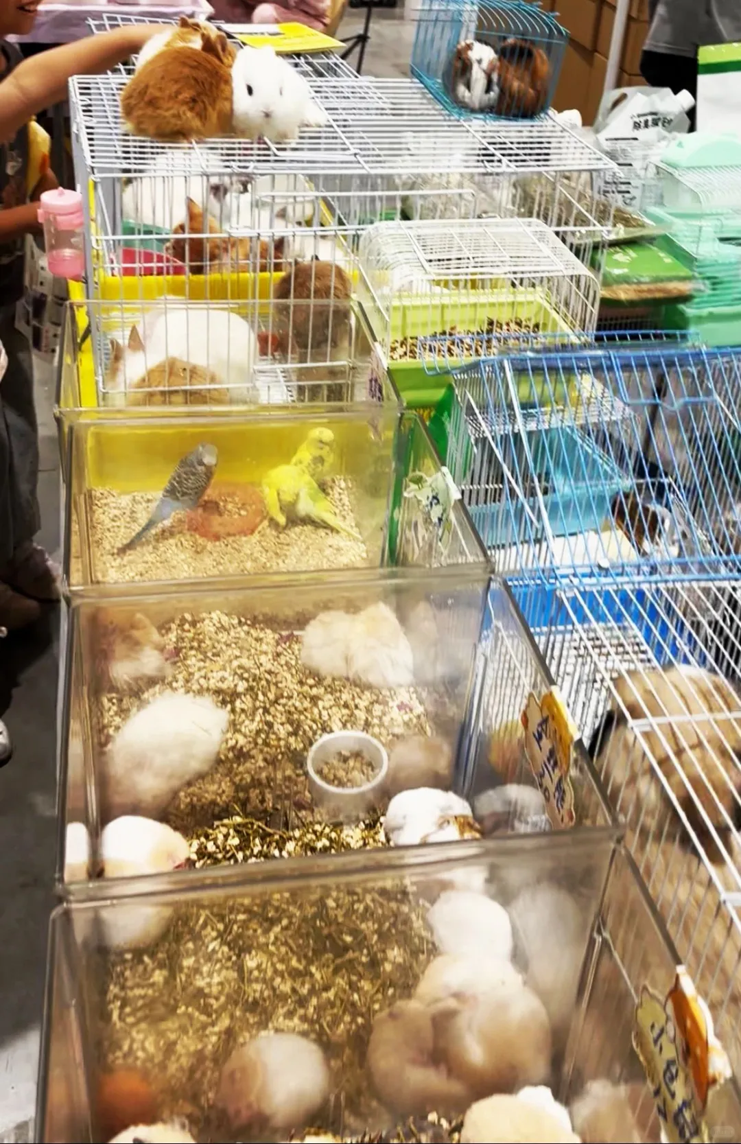 2026 泉城 5 月，宠物水族盛会邀您来