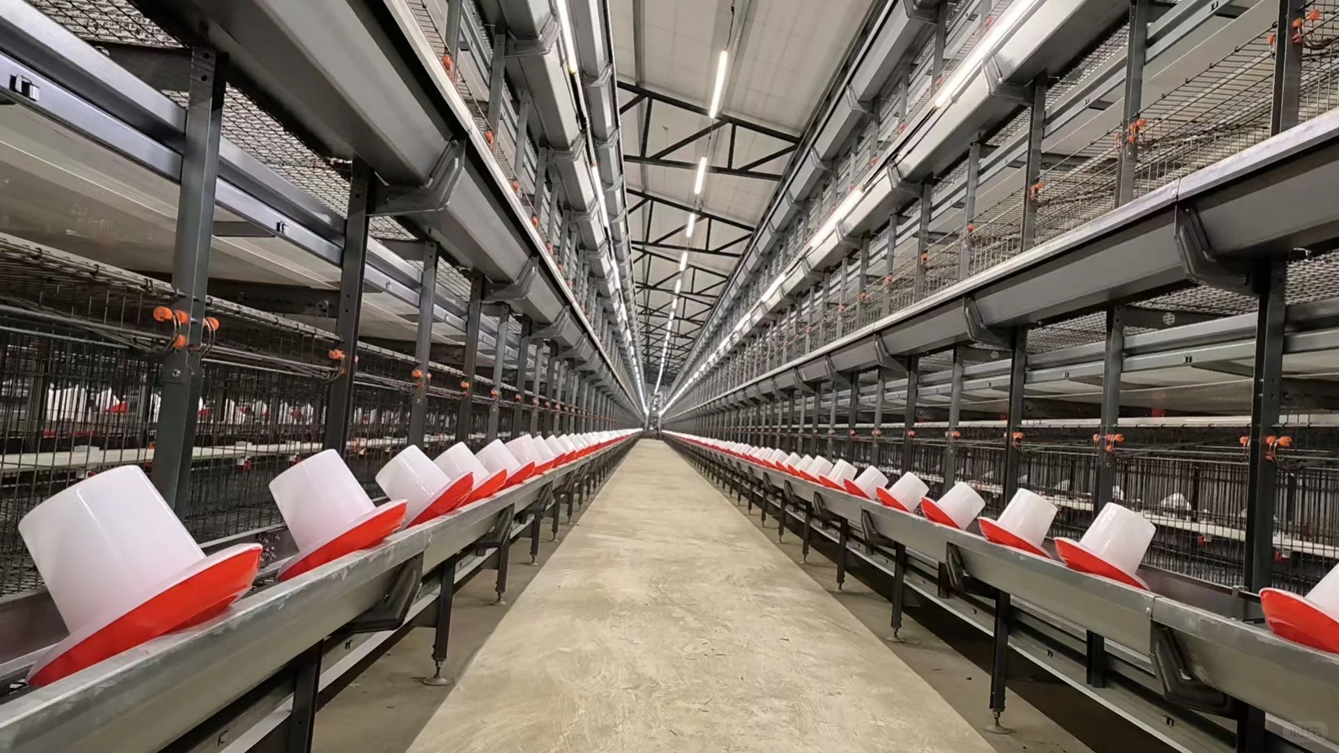 万事俱备 只欠鸡来 年代化养殖设备