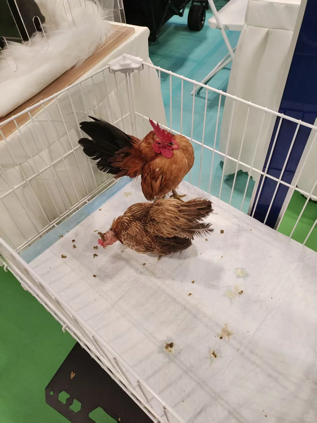 宠物展薅羊毛回来了