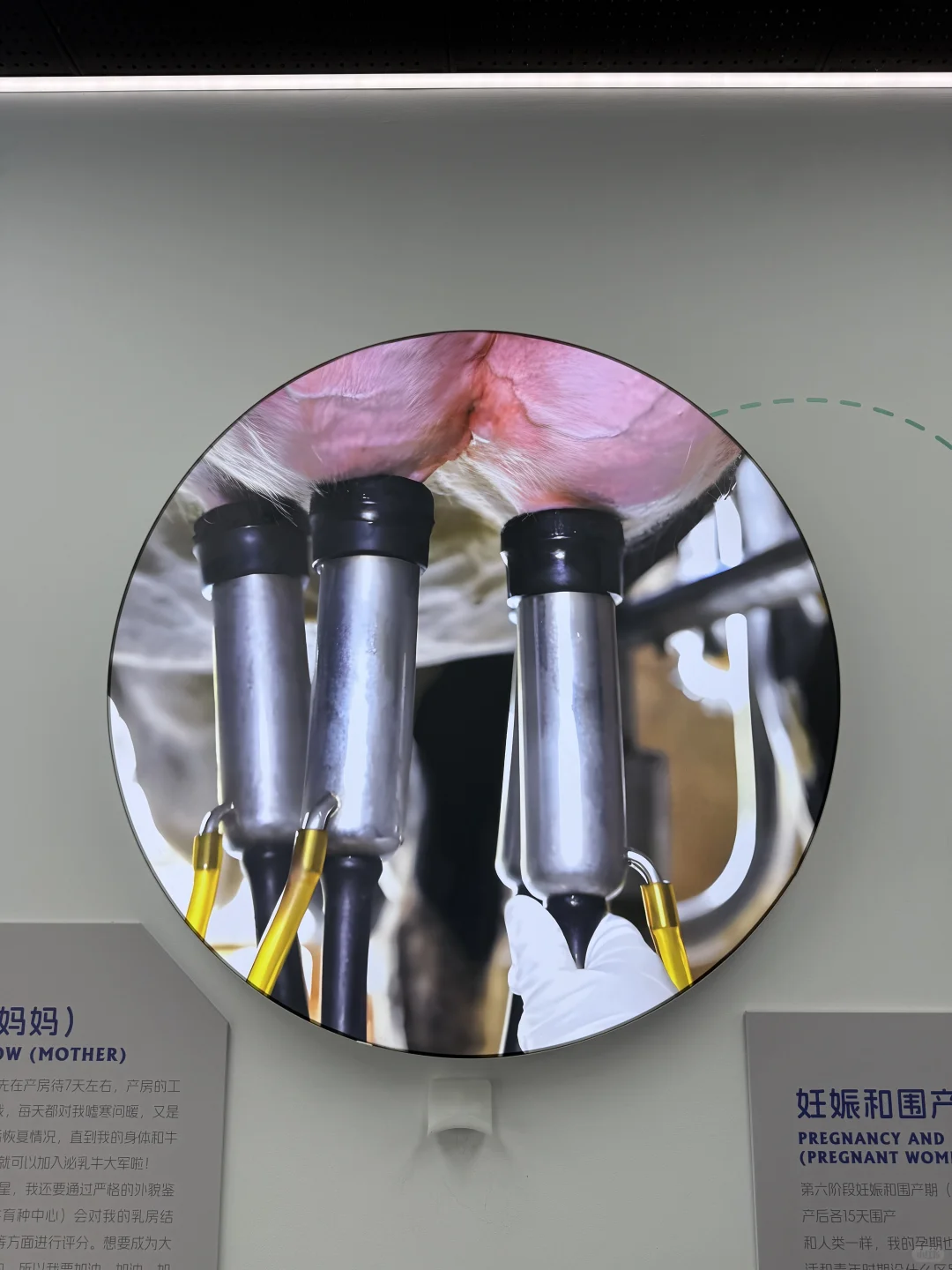 金山光明牧场|上海周末免费遛娃