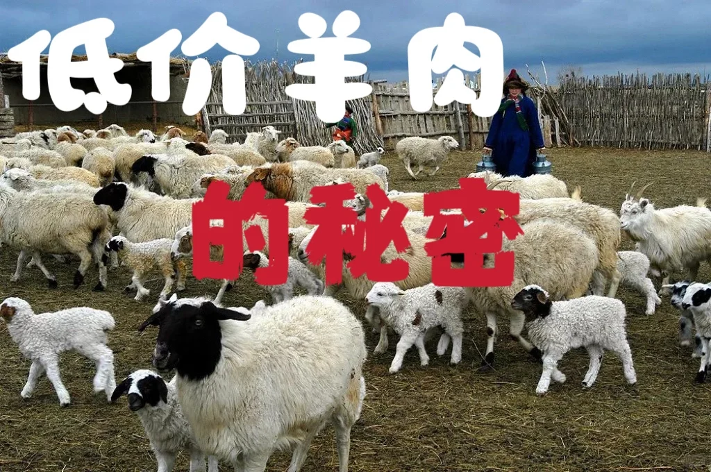 来自草原的90后牧场主说一说羊肉行业的秘密
