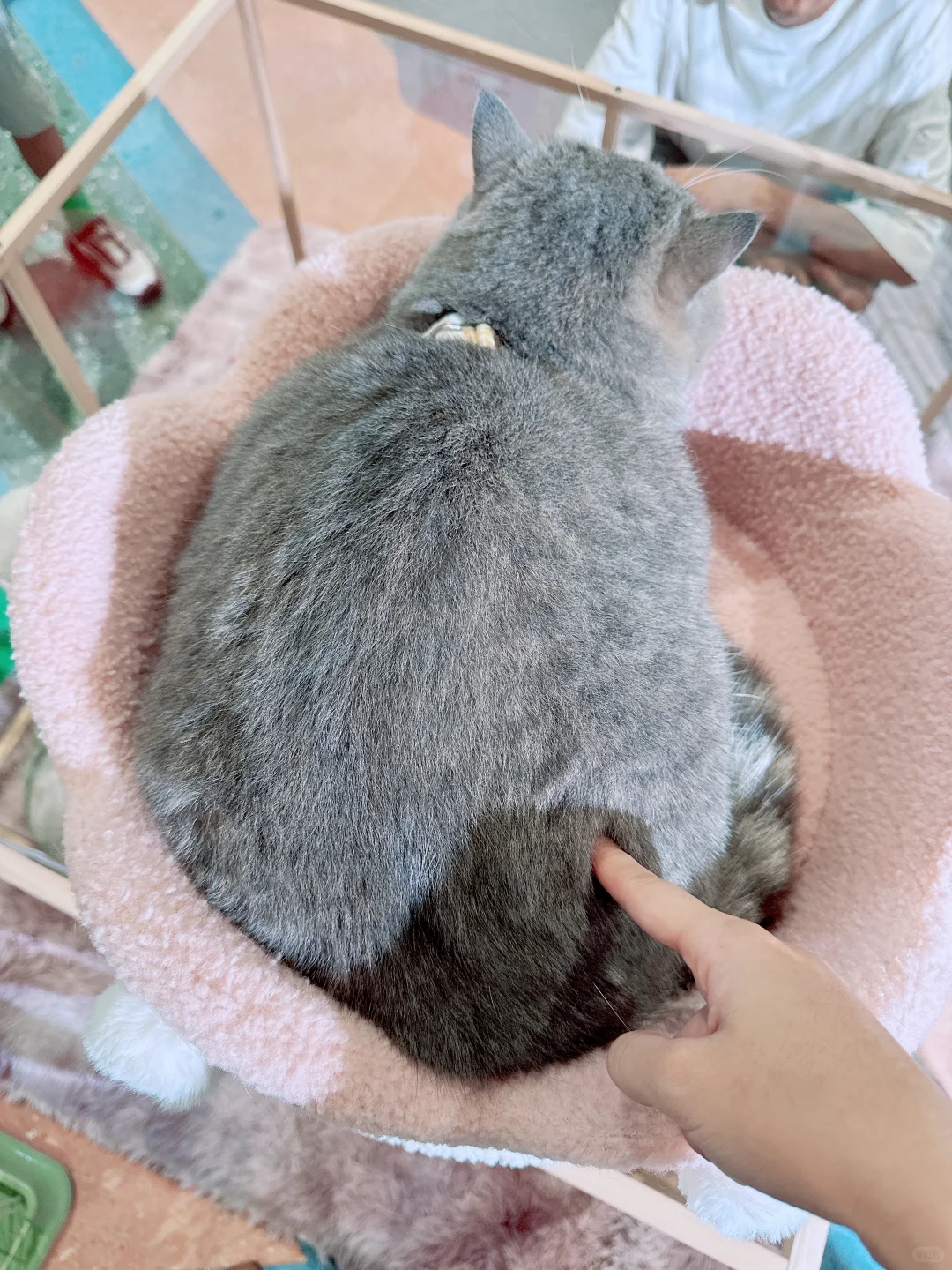 2025清迈宠物展第一天 老板视角带你云逛展