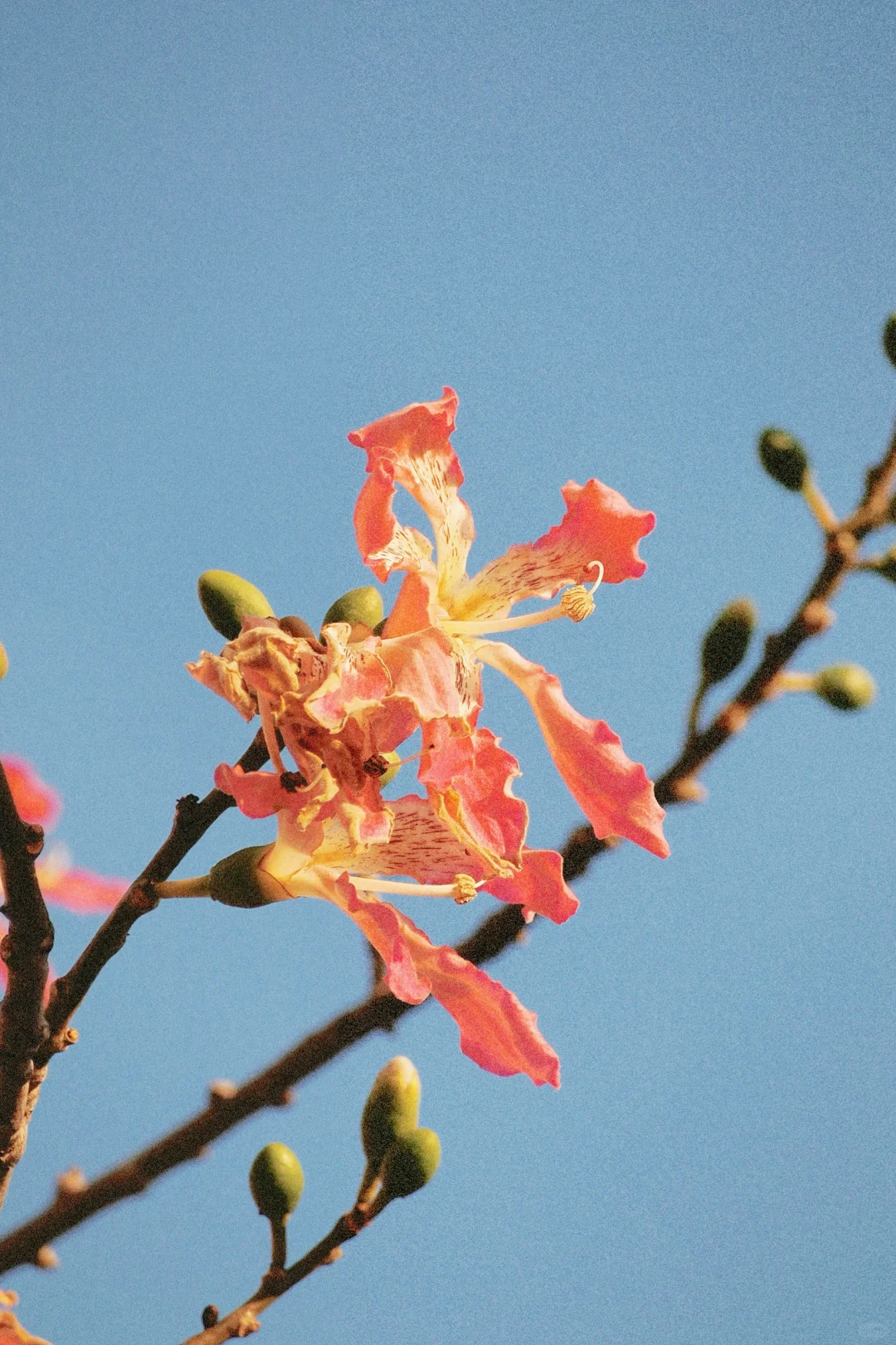 300?捡漏的奥林巴斯，出片颜色超好看