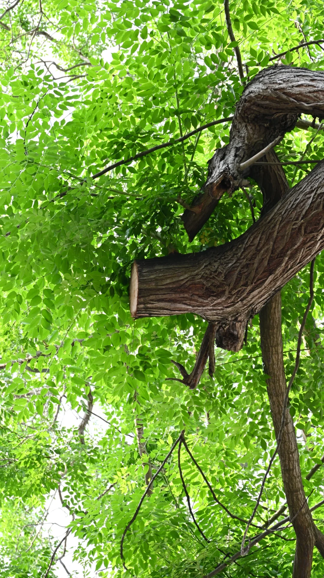 太好了！是尼康