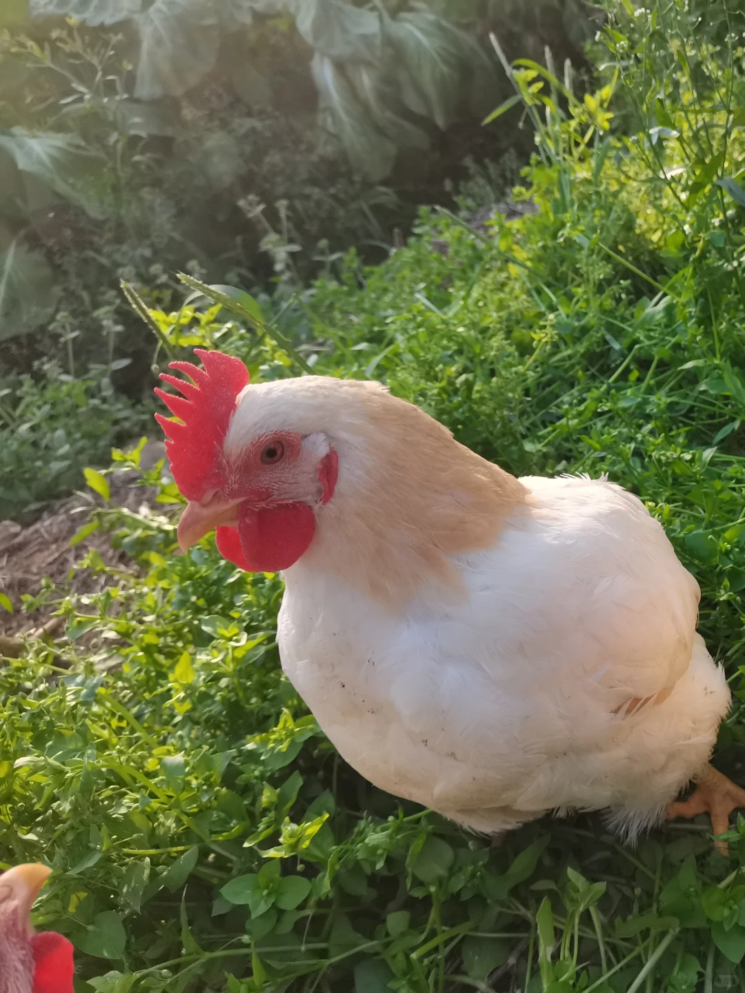 家里自种的小菜，谁会愿意看啊？?