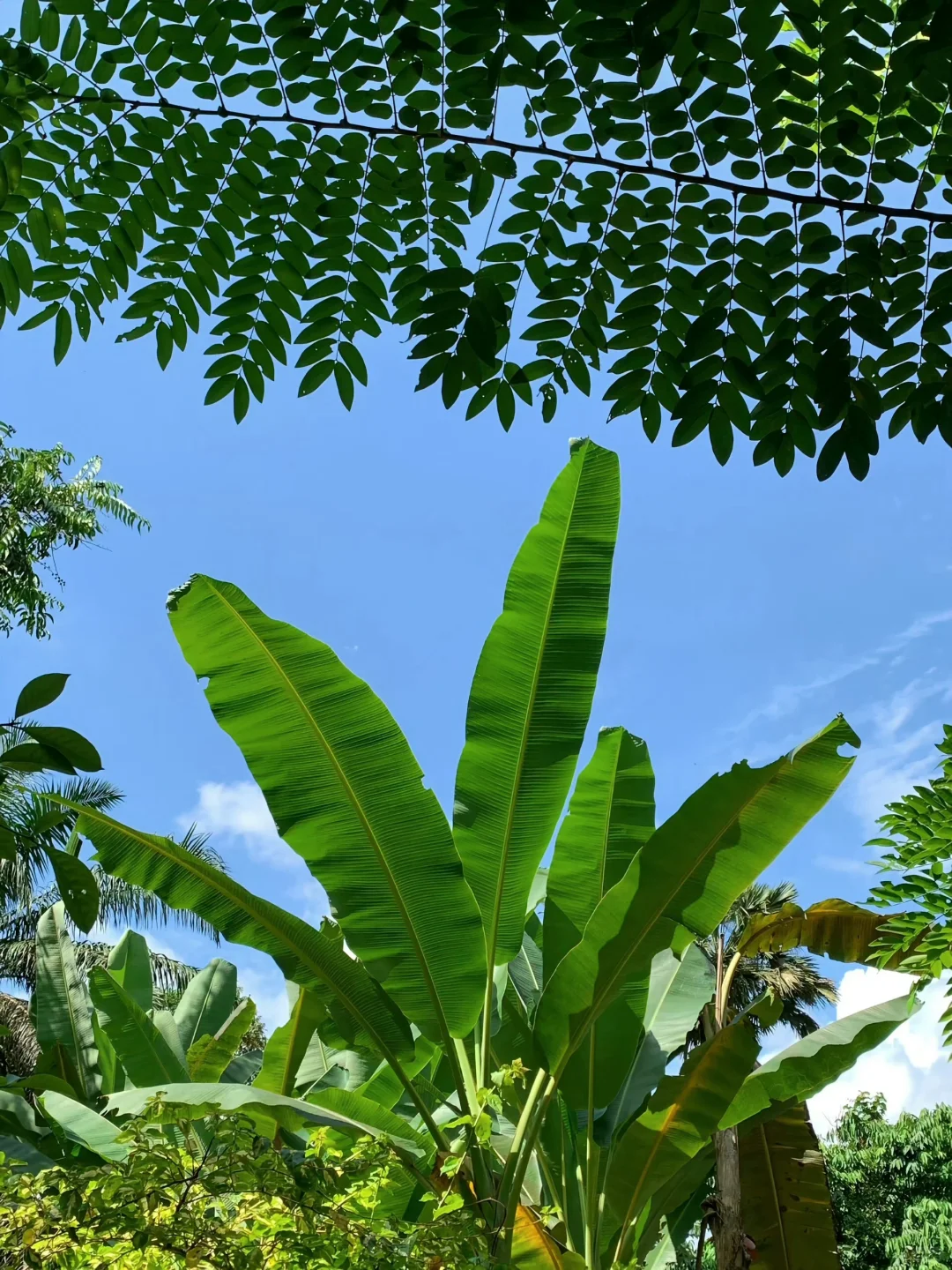 在山野里收获的蔬菜?