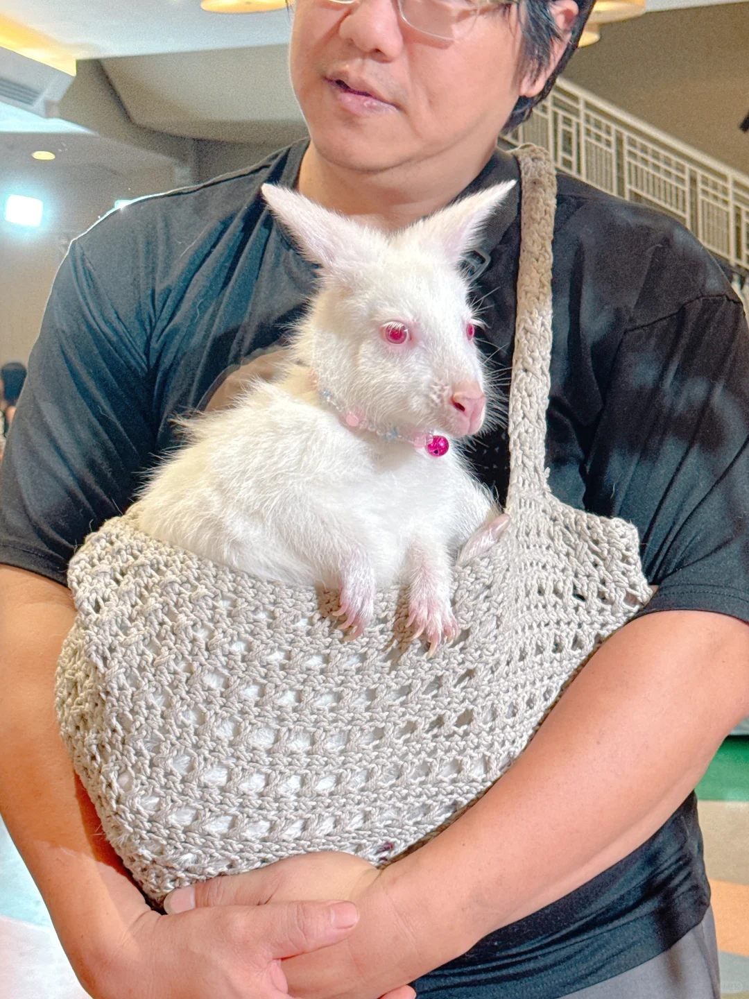 2025清迈宠物展第一天 老板视角带你云逛展