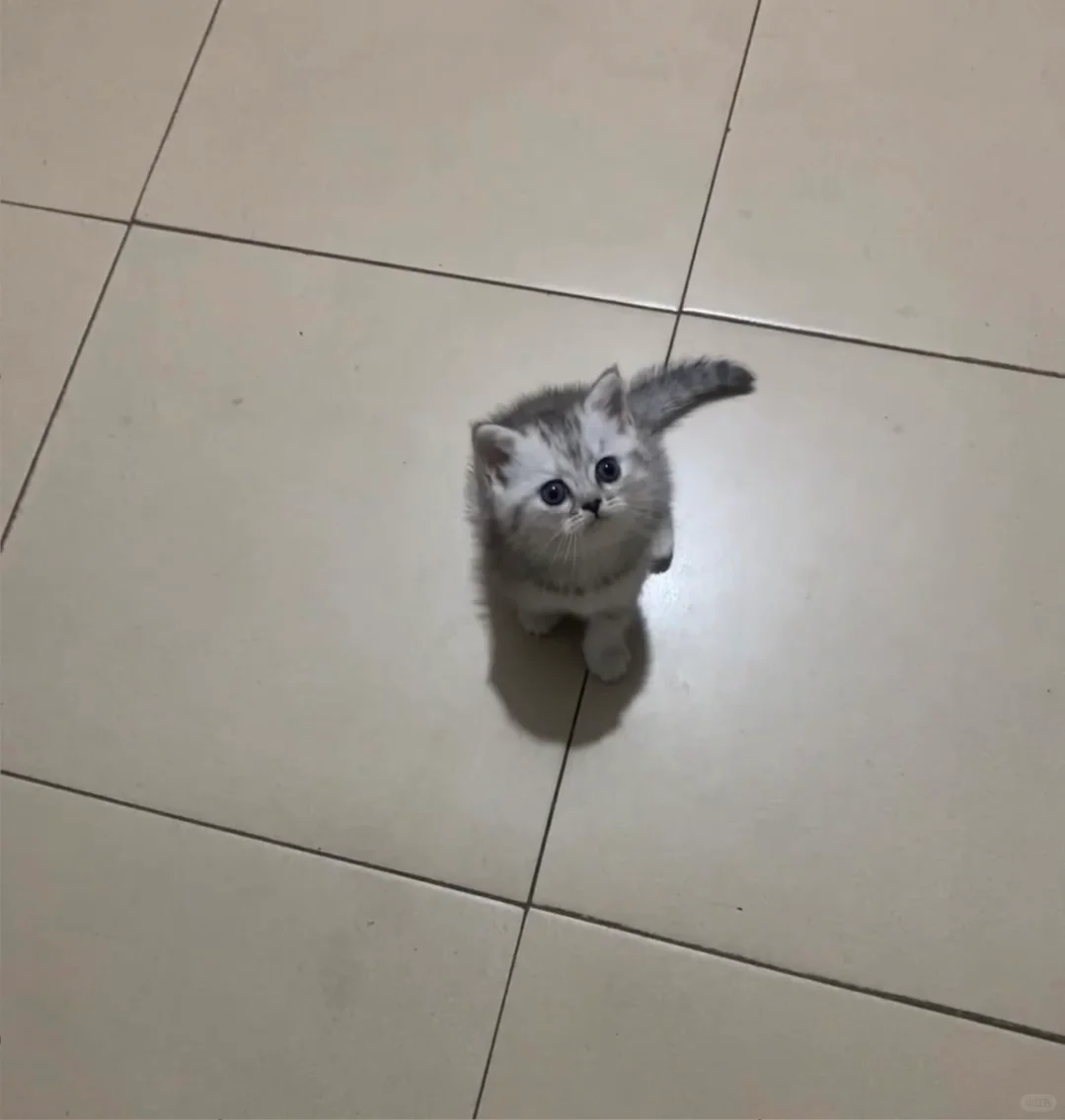 原来小红书真的能做宠物经济