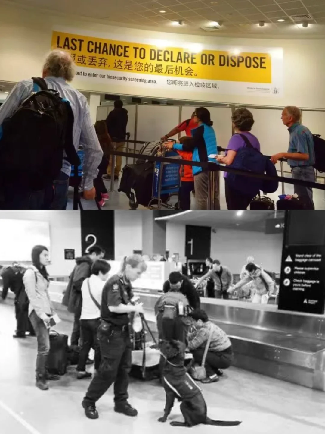 新西兰旅行|NZ入境有新规,一文读懂,速看!