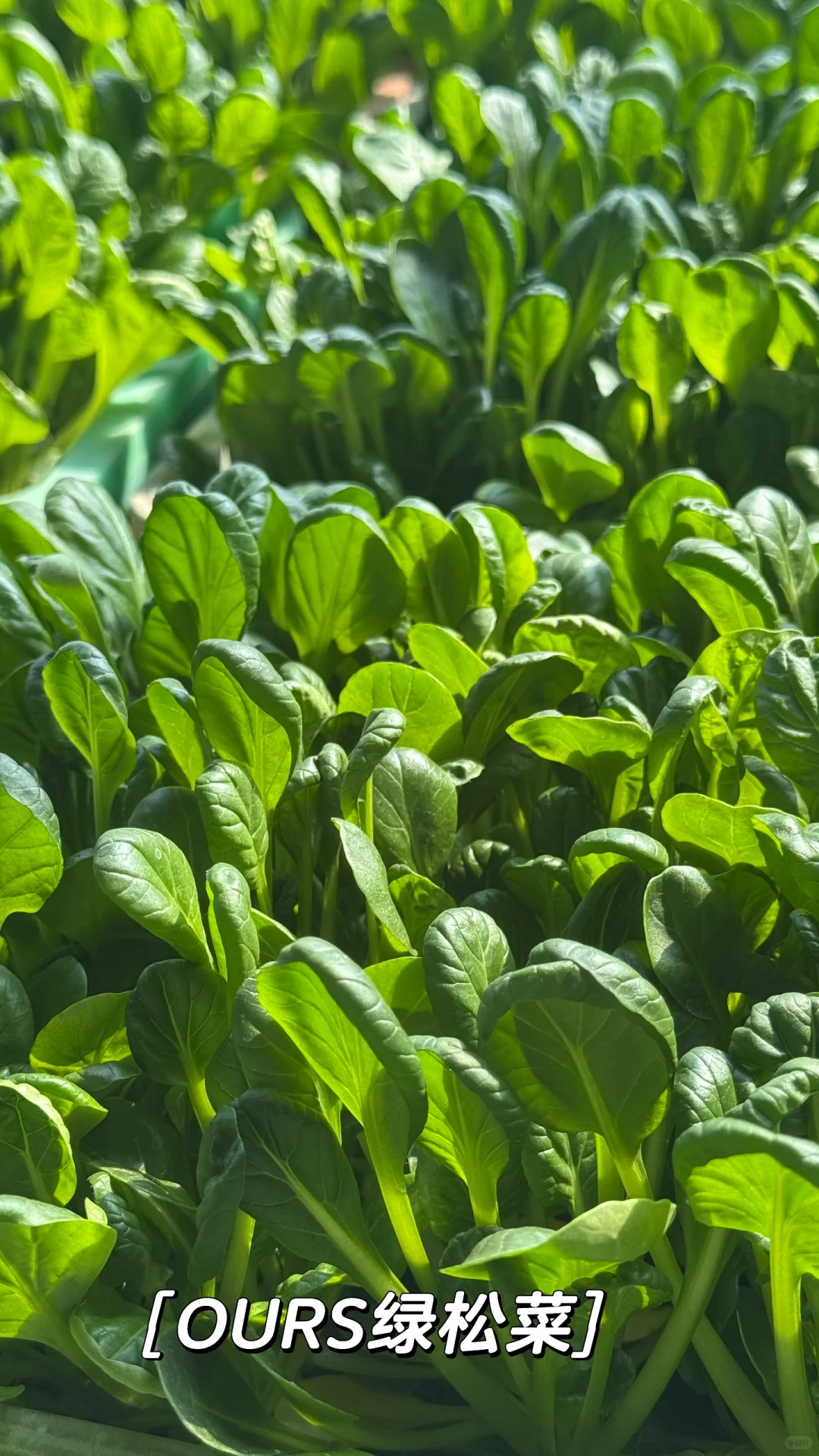 那些整整齐齐，超级治愈的蔬菜种植基地！