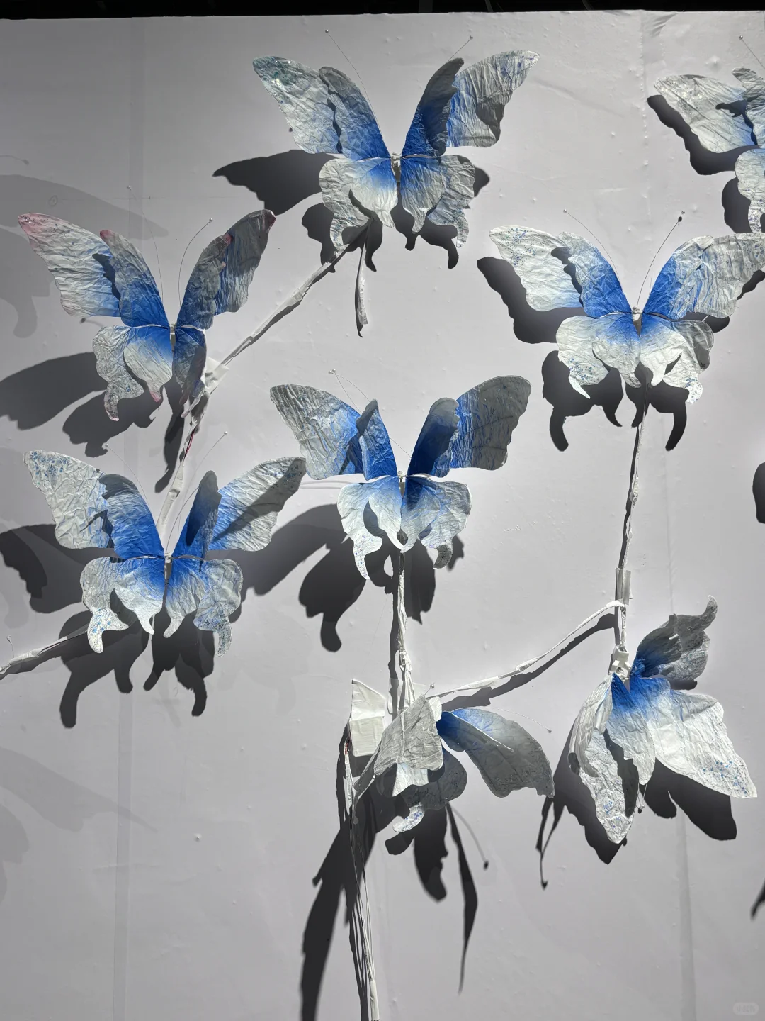 破茧而生，羽化而美｜武汉华农「蝶变」艺术展