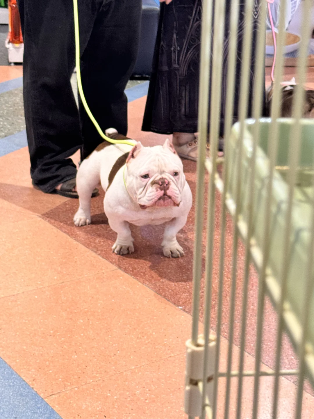 2025清迈宠物展第一天 老板视角带你云逛展