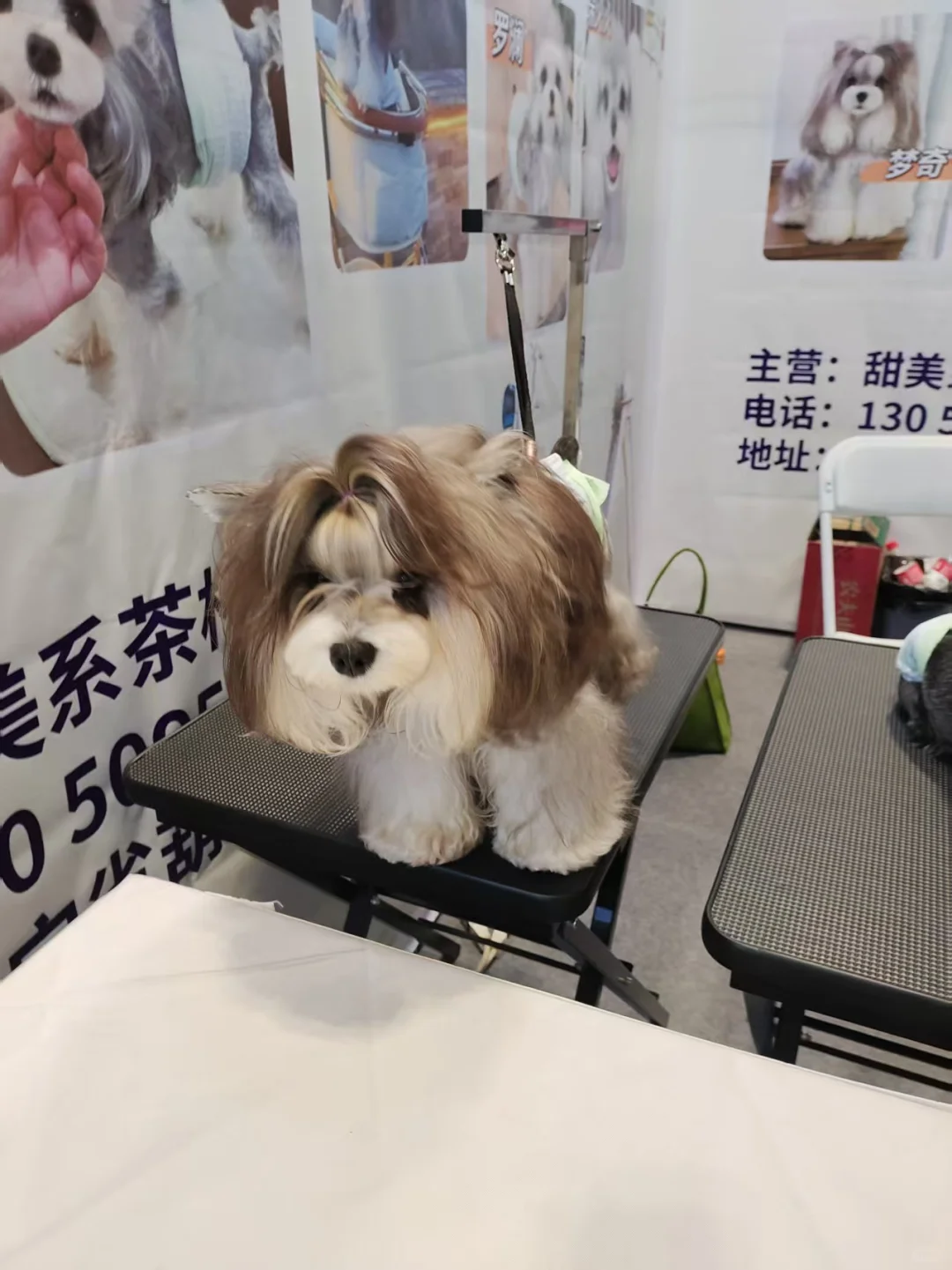 宠物展薅羊毛回来了