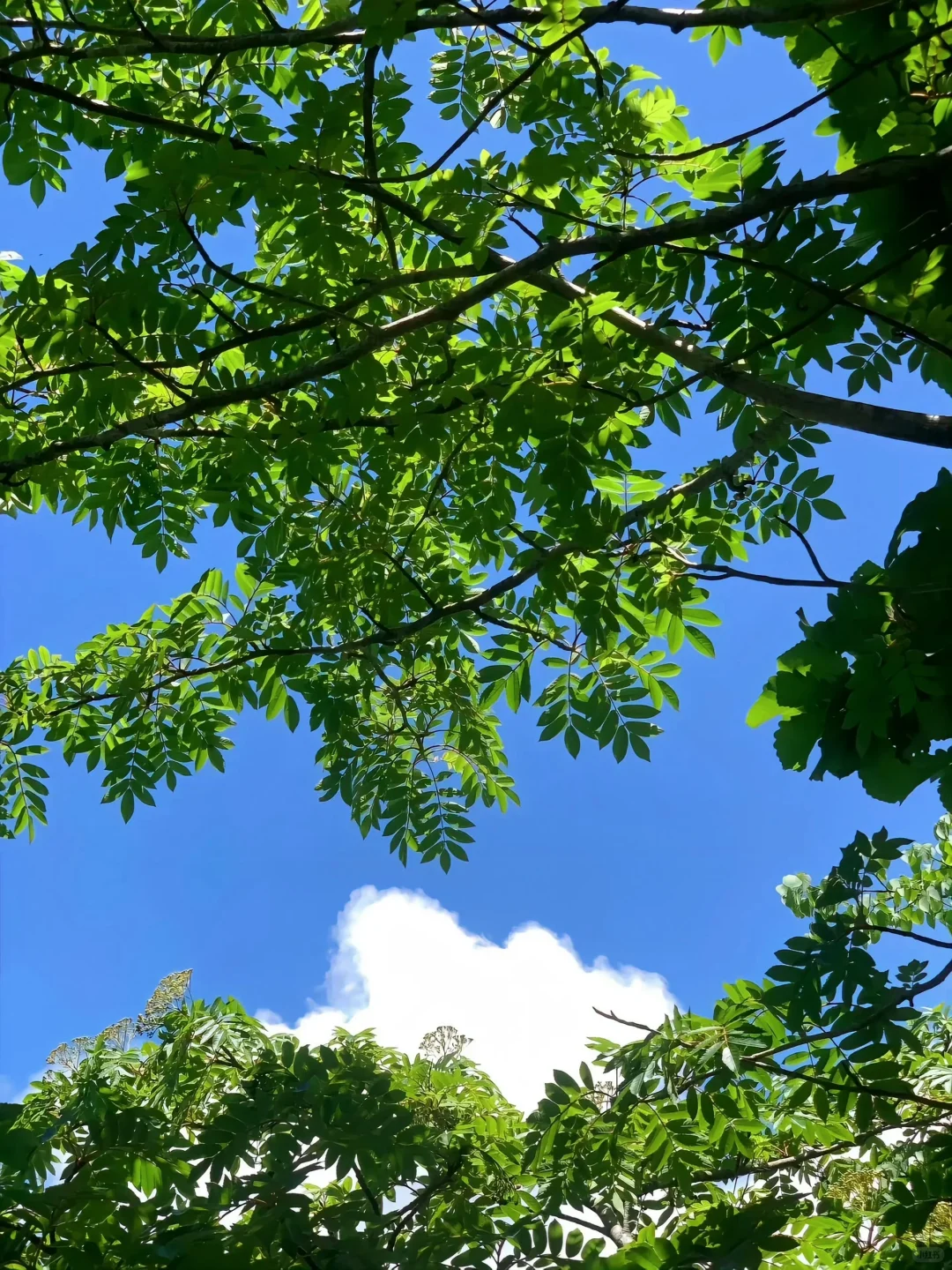 在山野里收获的蔬菜?