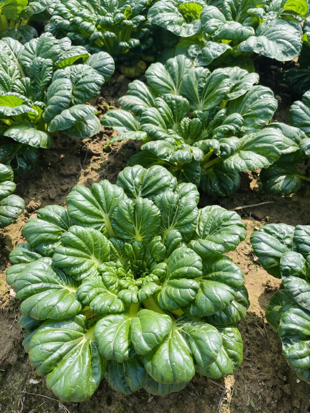 田园风光～好绿意 ?摘不完，根本摘不完