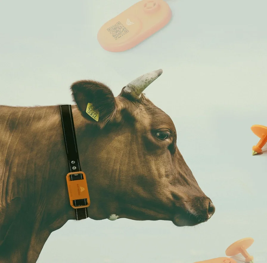 都给我去买智能项圈！！！