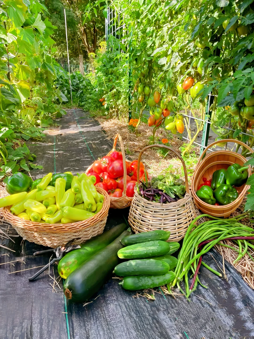 在山野里收获的蔬菜?