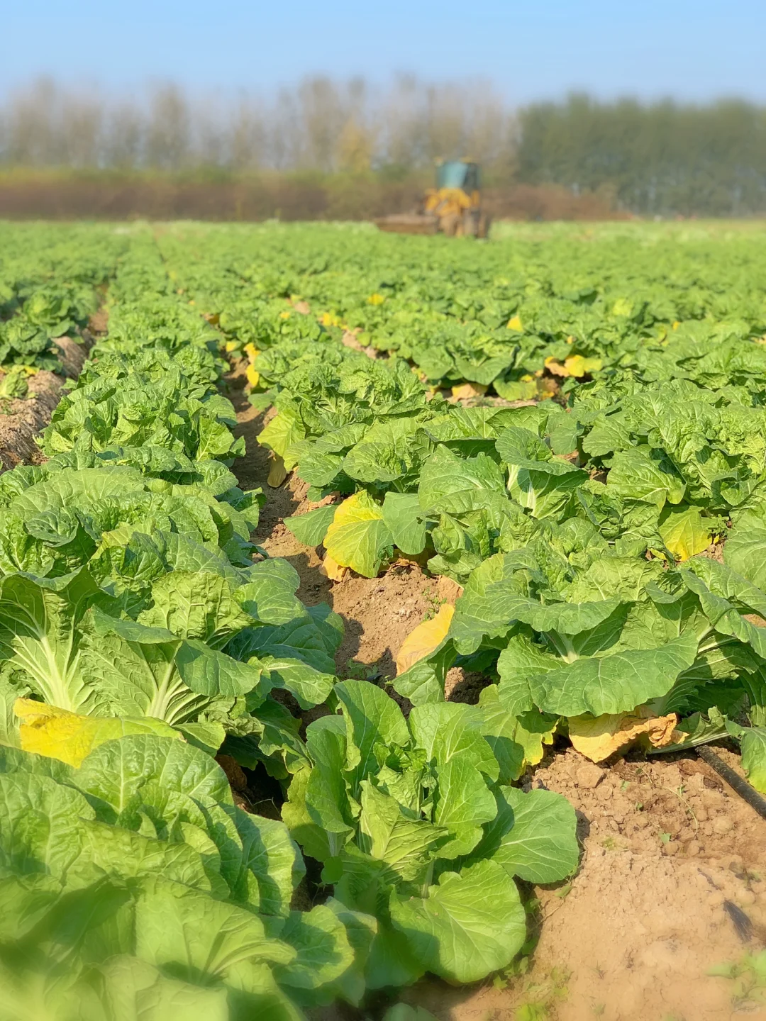 大兴免费捡白菜?位置在最后一张图片?