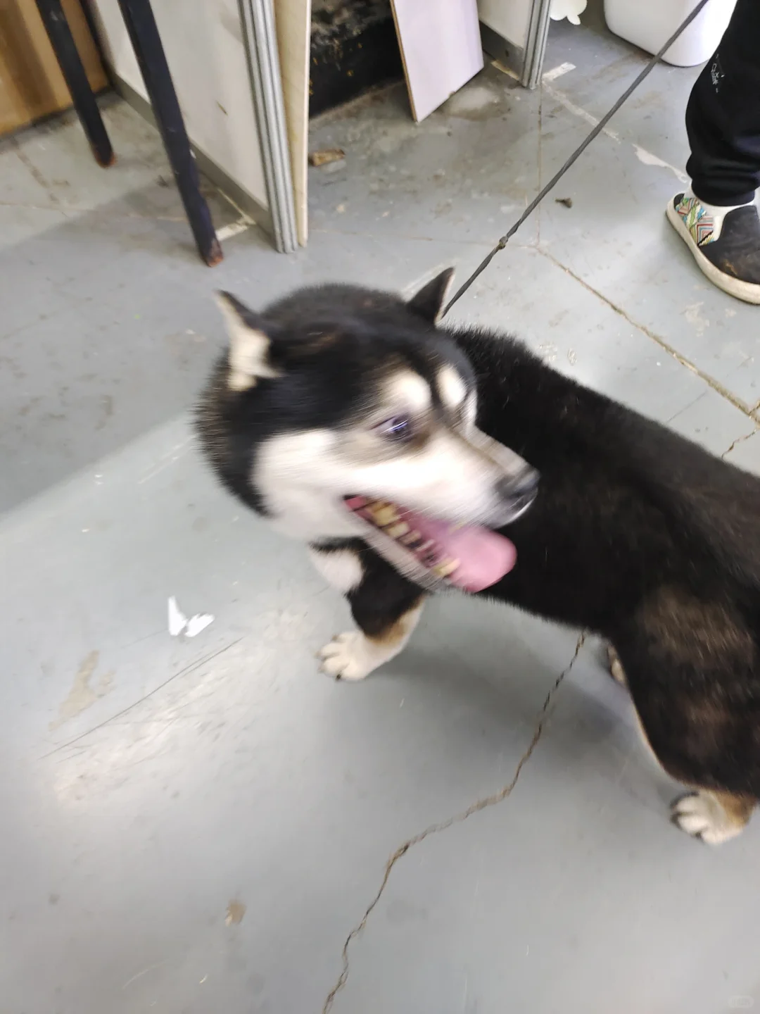 沈阳宠物博览会，避坑and羊毛攻略‼️