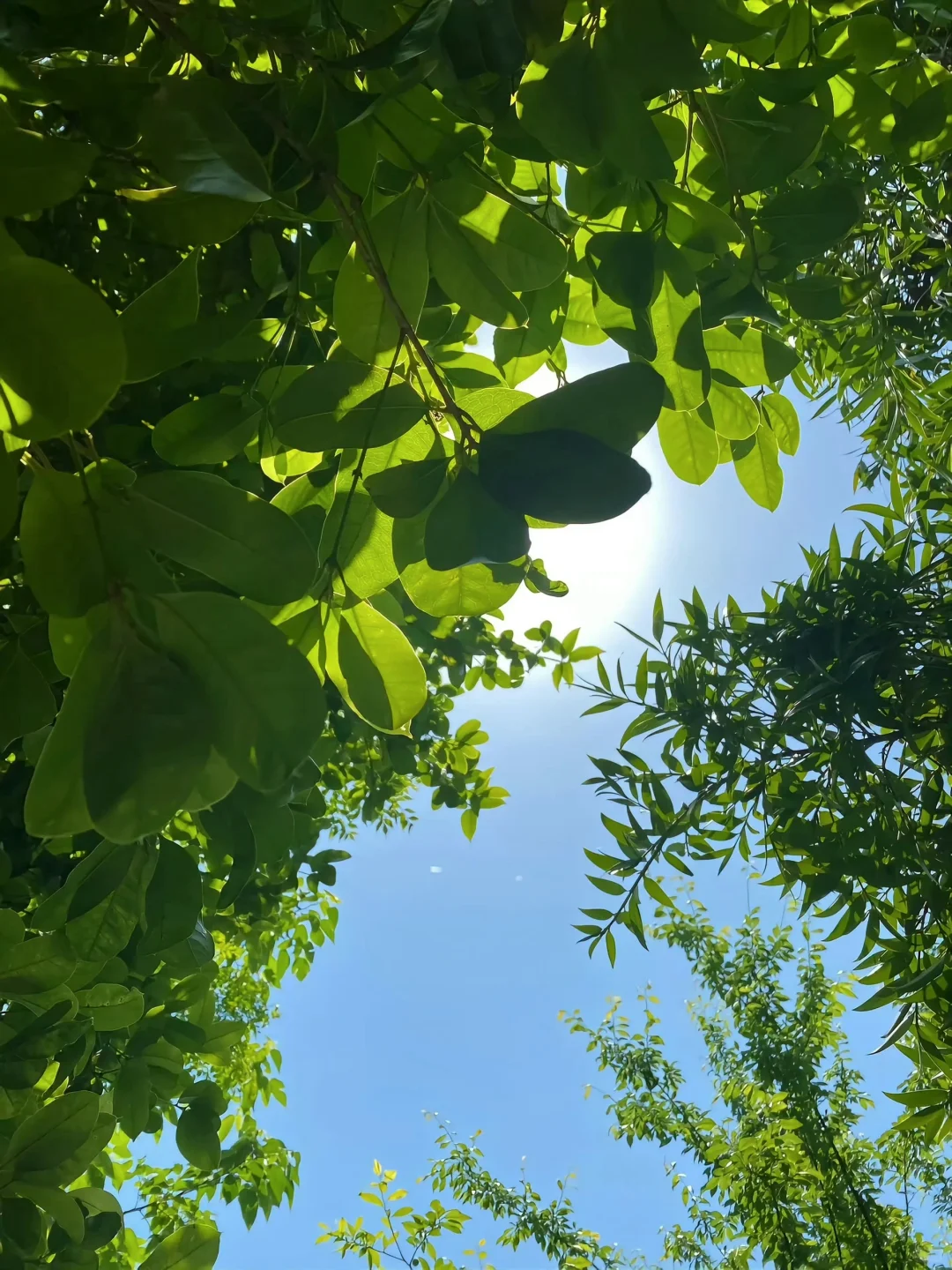 在山野里收获的蔬菜?