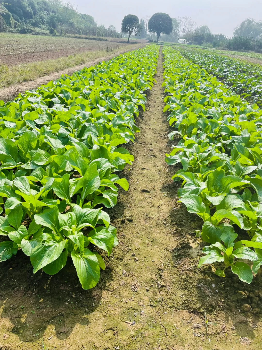 田园风光～好绿意 ?摘不完，根本摘不完