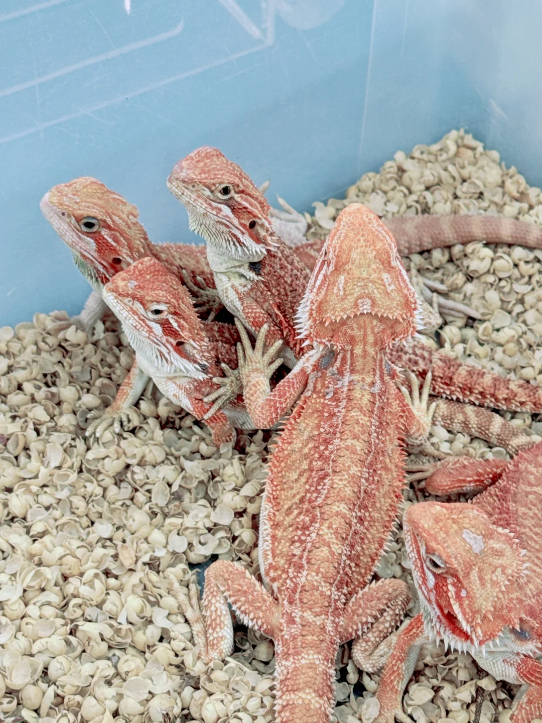 2025清迈宠物展第一天 老板视角带你云逛展