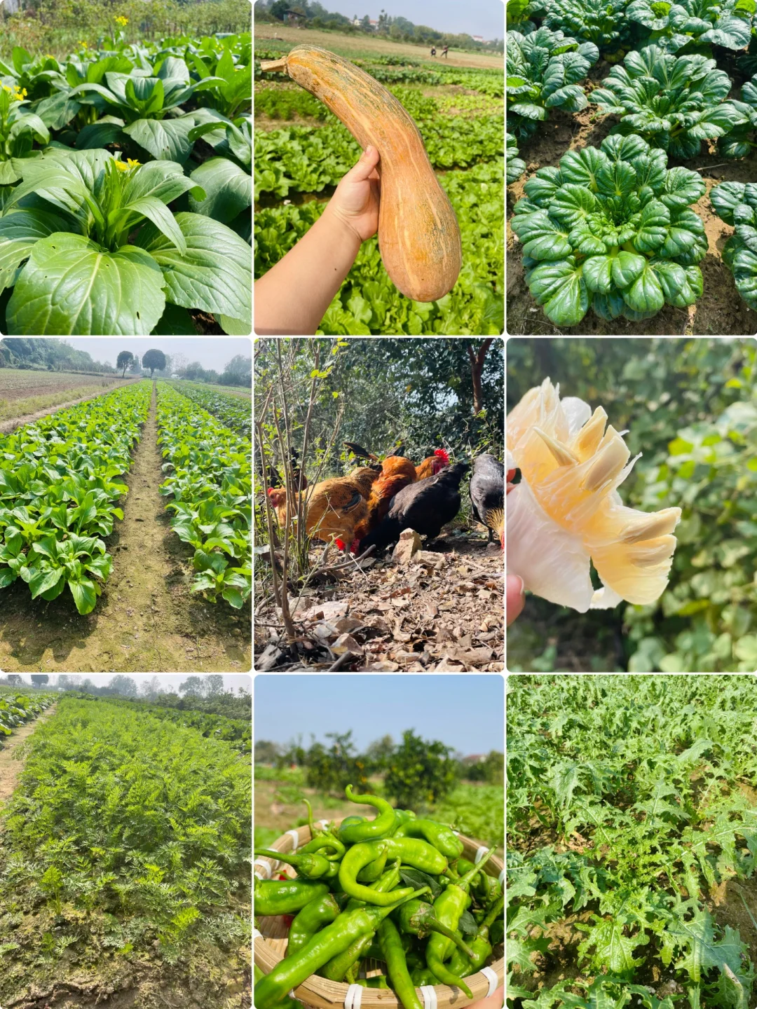 田园风光～好绿意 ?摘不完，根本摘不完