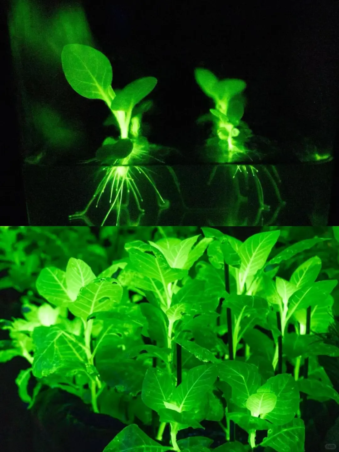 速预约！园博会「暗夜花房」美到窒息?