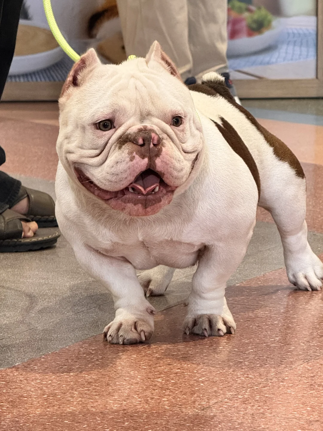 2025清迈宠物展第一天 老板视角带你云逛展