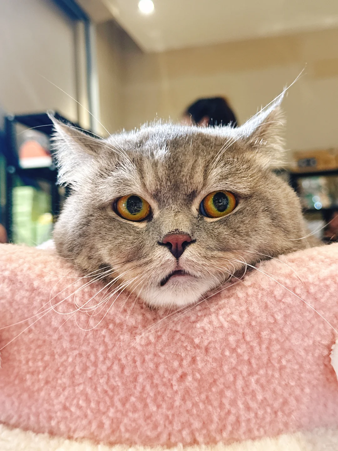 2025清迈宠物展第一天 老板视角带你云逛展