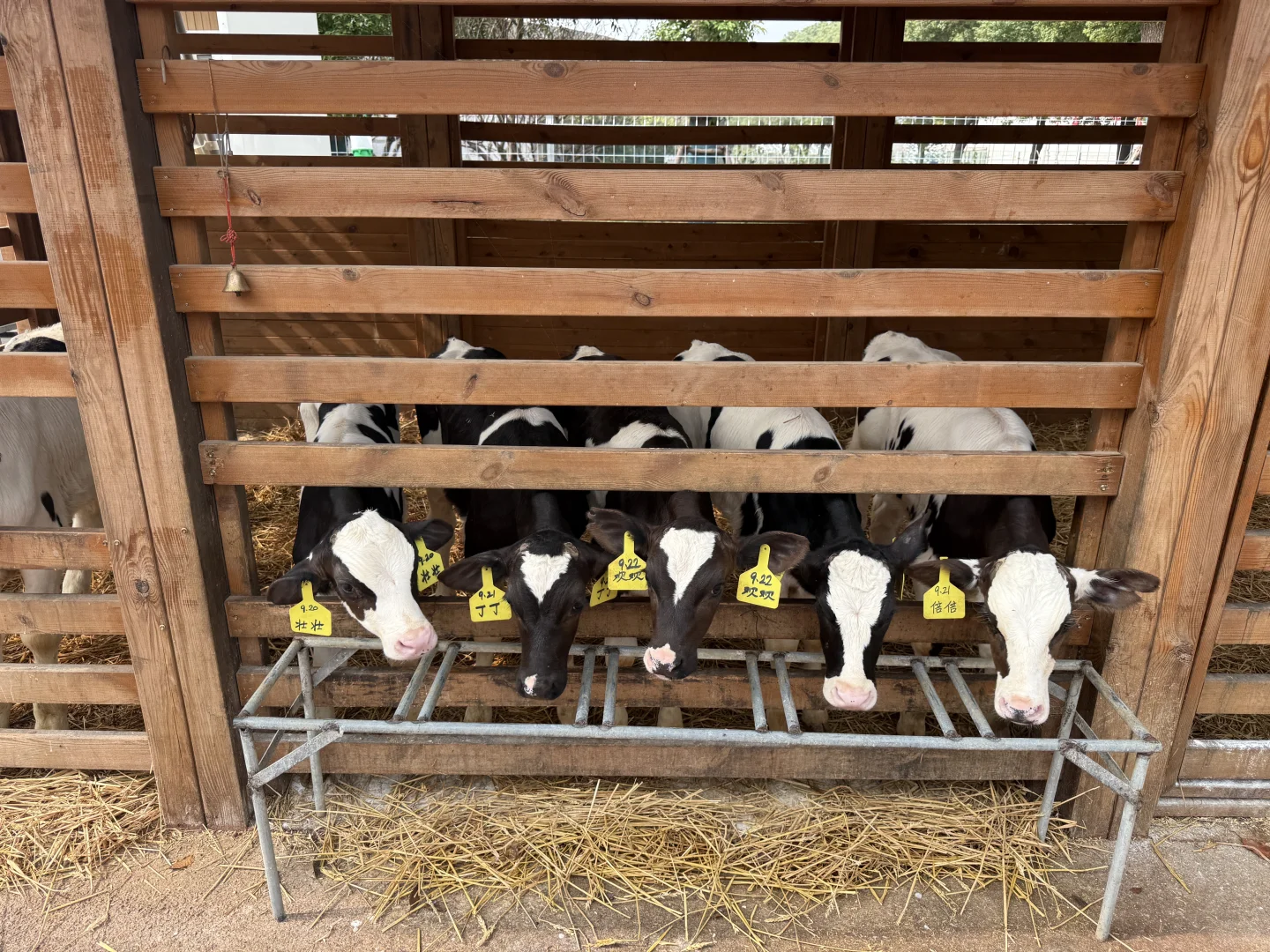 金山光明牧场|上海周末免费遛娃