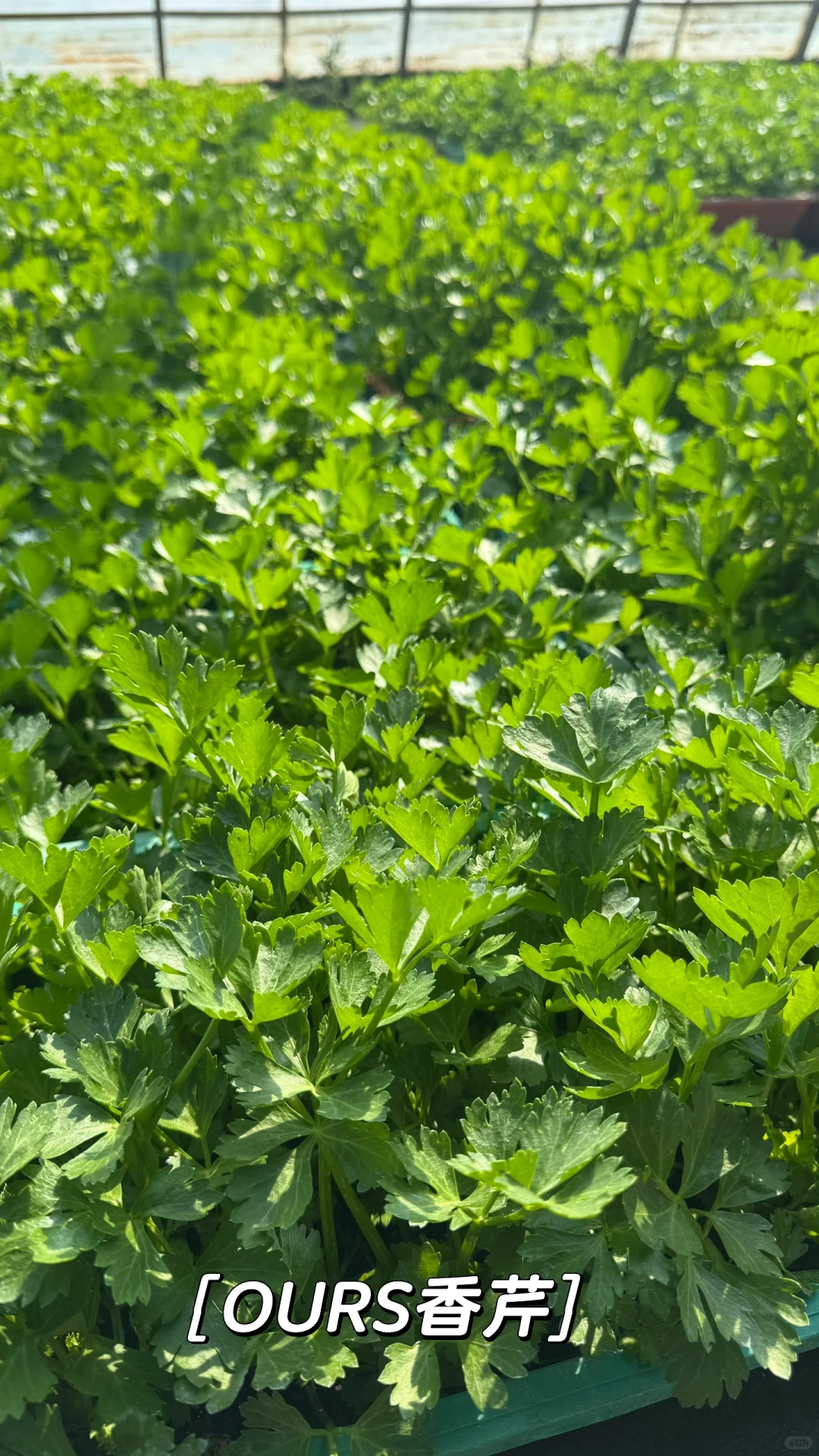 那些整整齐齐，超级治愈的蔬菜种植基地！