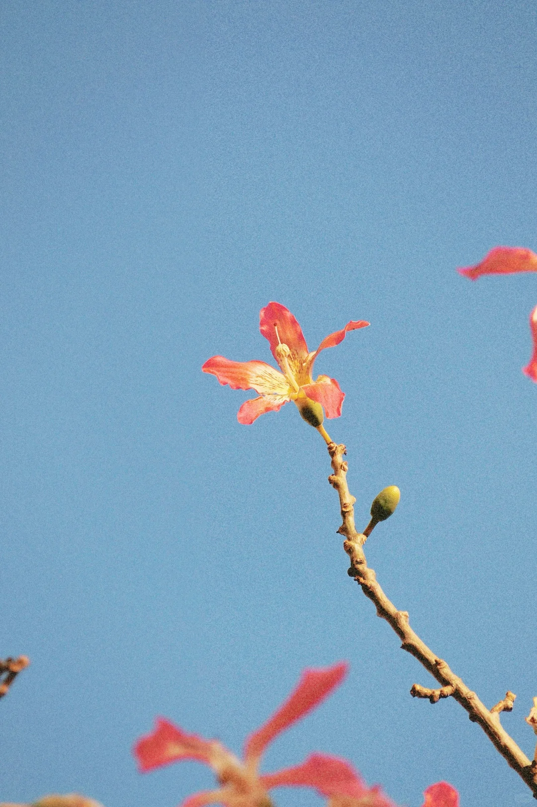 300?捡漏的奥林巴斯，出片颜色超好看