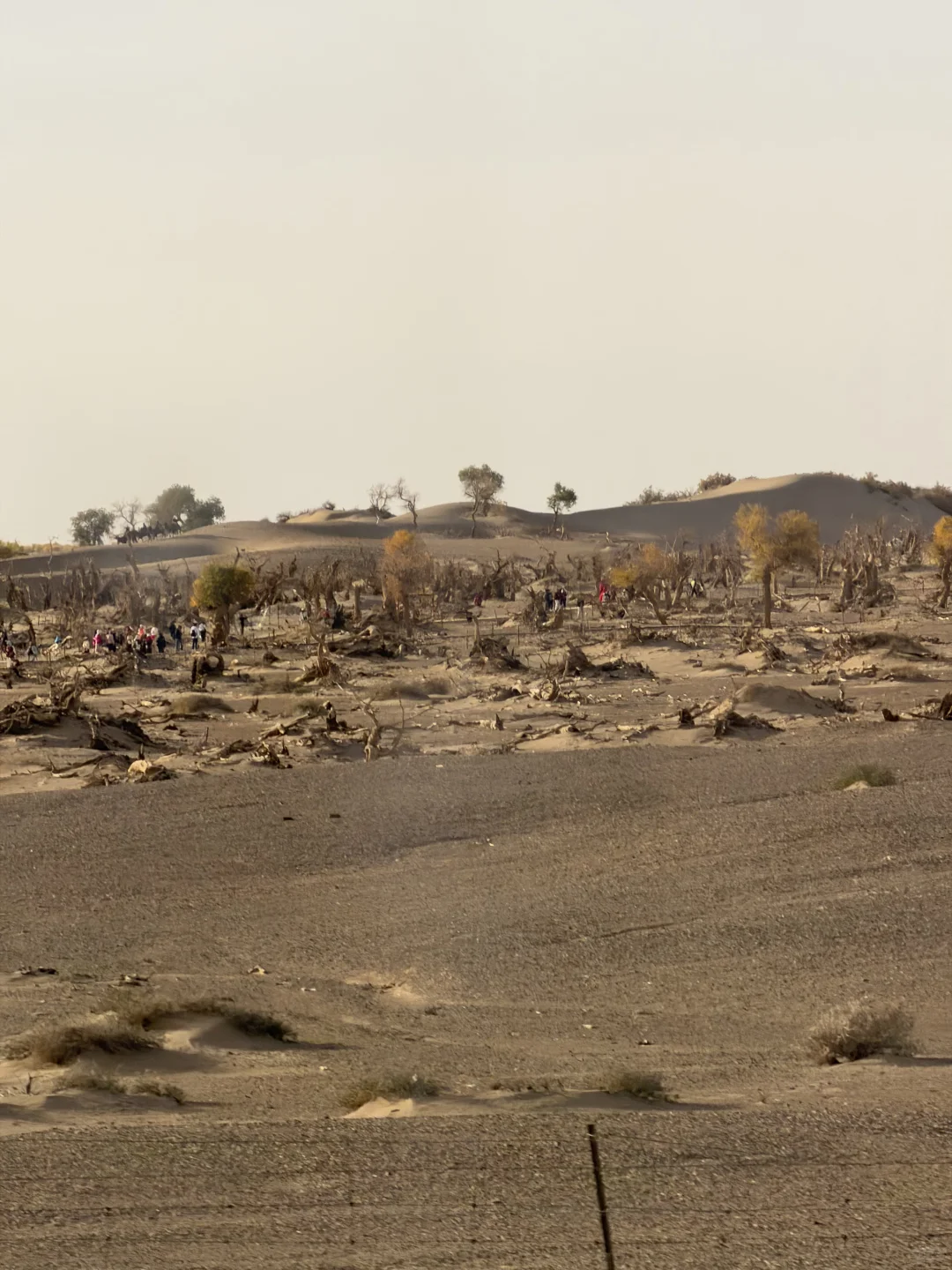 巴丹吉林沙漠里的沉睡的西夏 |黑水城遗址