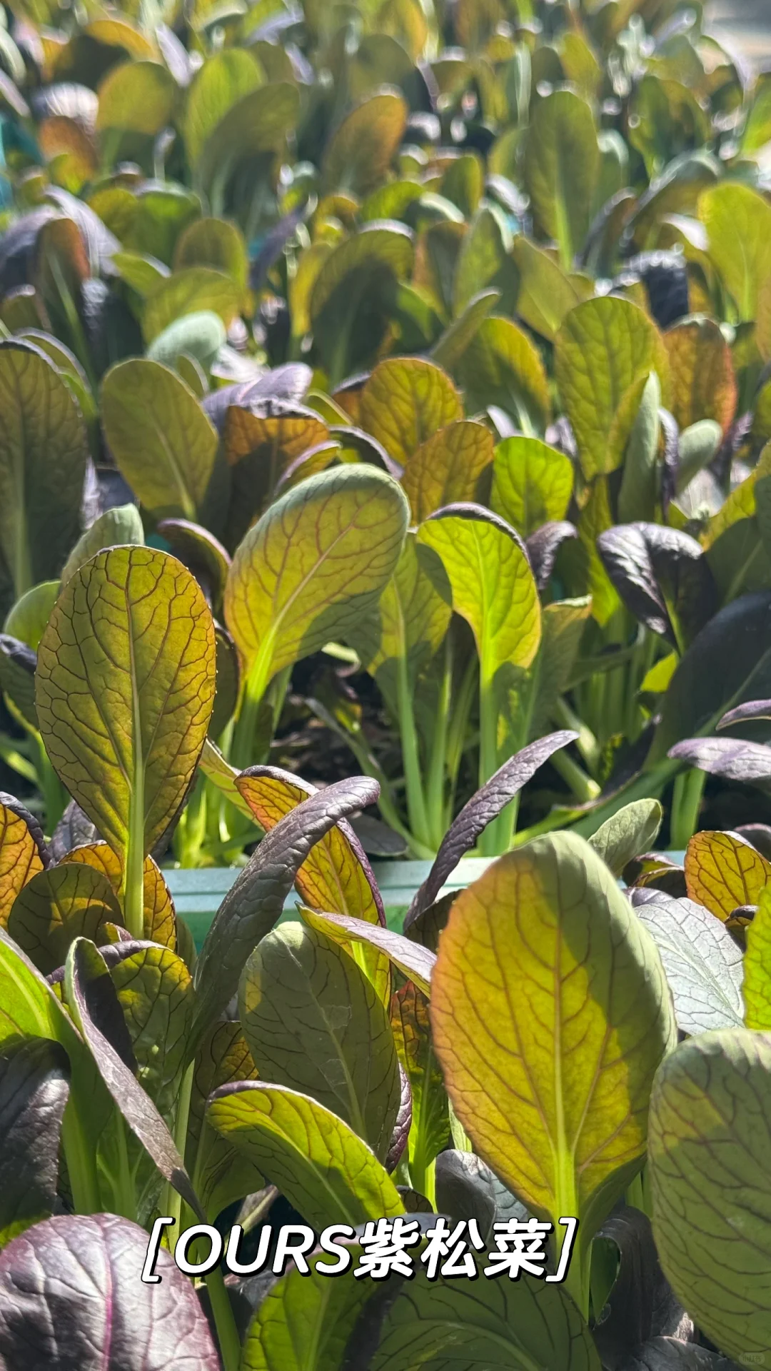 那些整整齐齐，超级治愈的蔬菜种植基地！