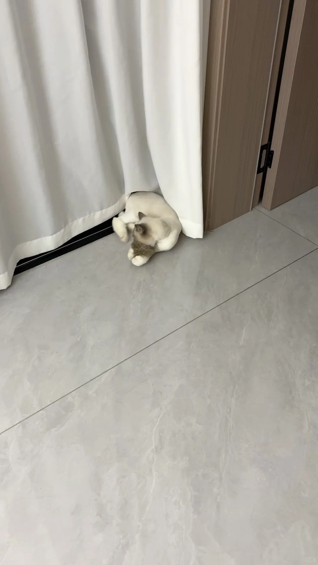 从“宠物”到“猎手”，只差一个玩具的距离。