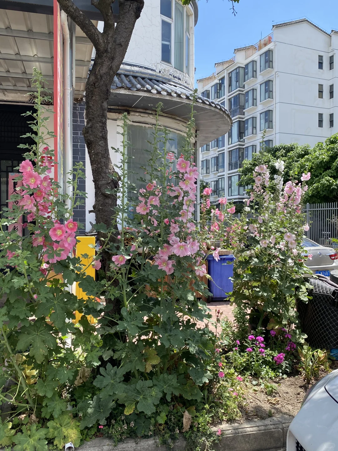 久违的乡村市集