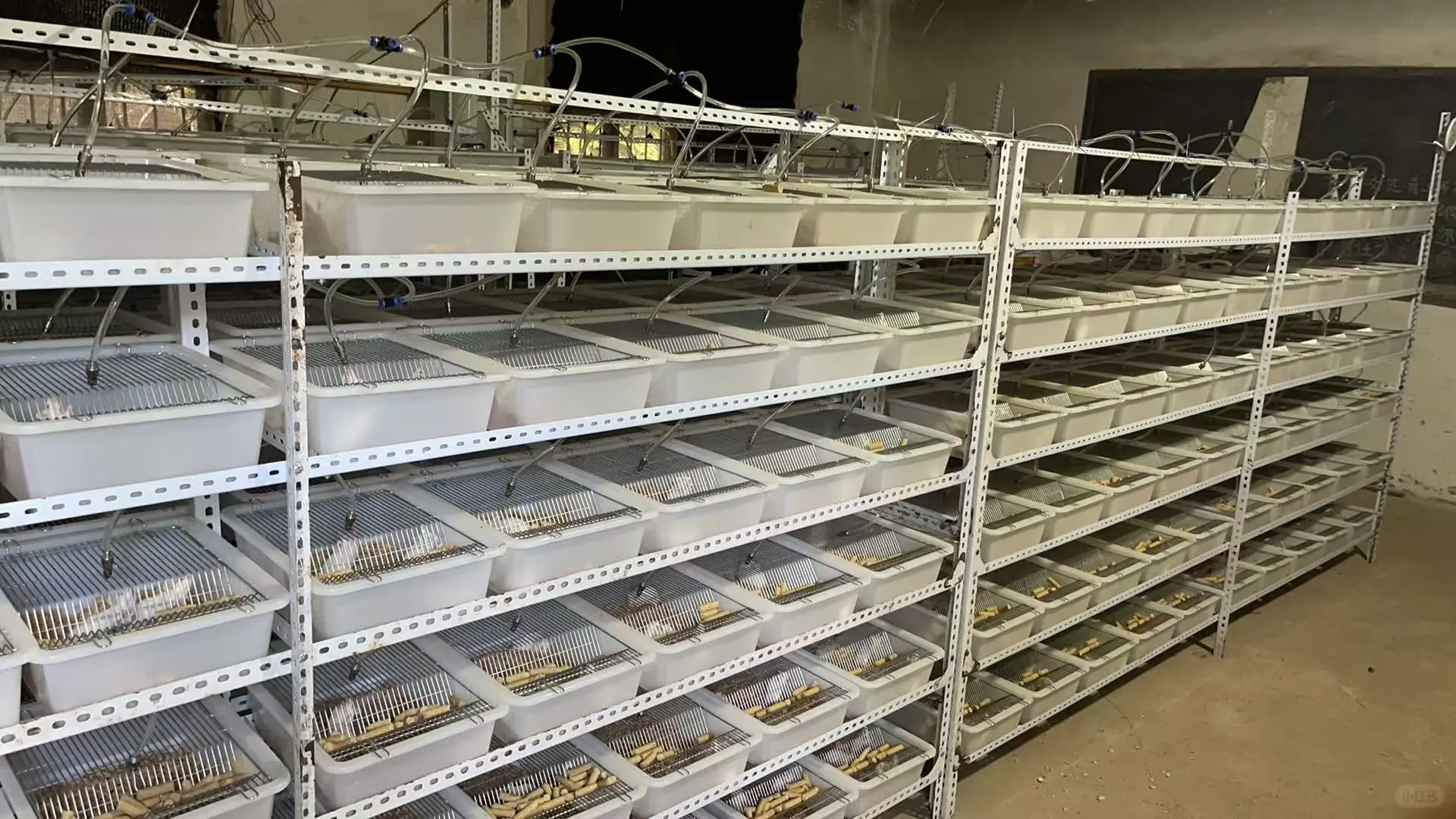 小白鼠养殖场清场，盆子水嘴架子盖子低价出