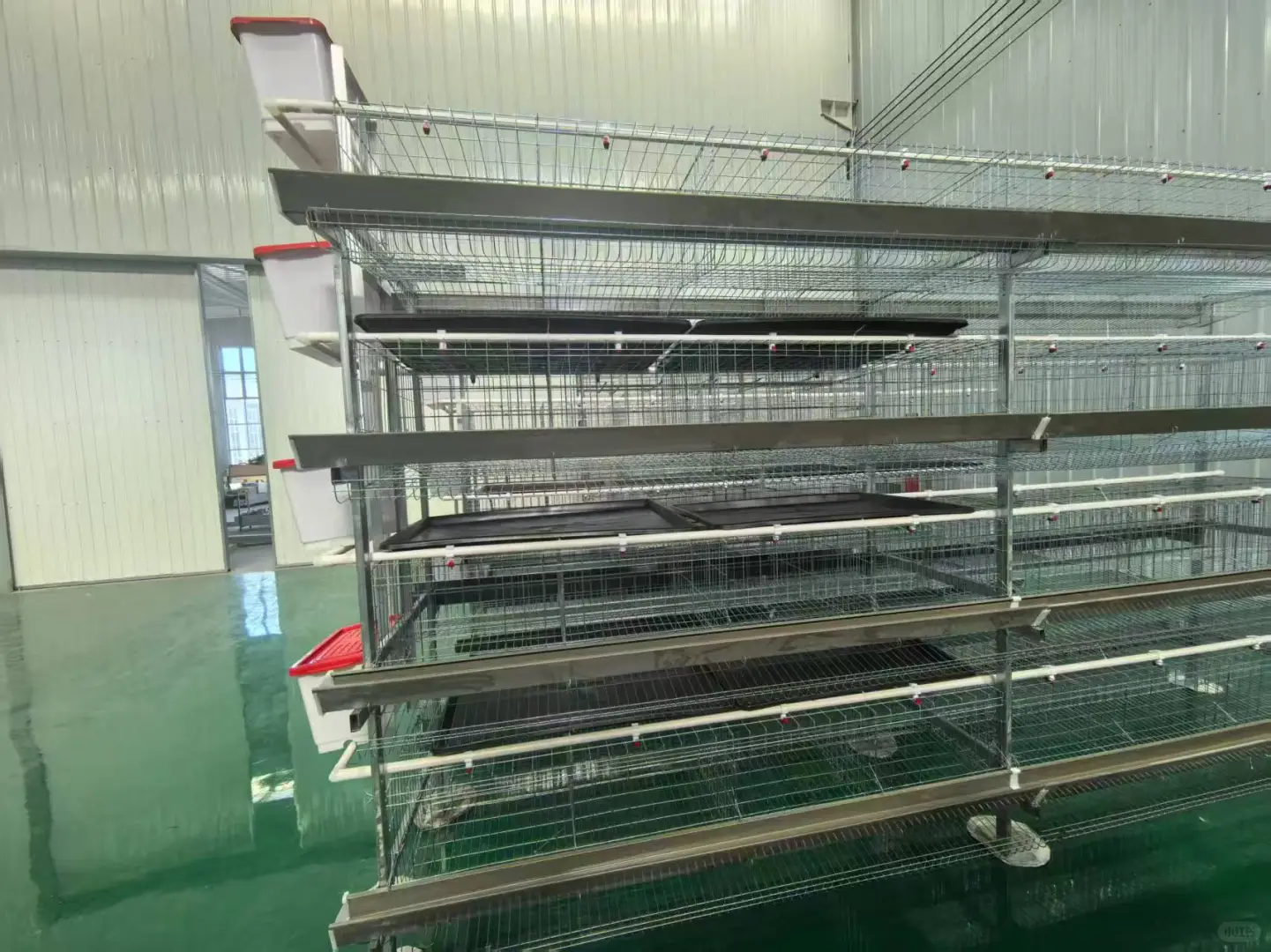 阶梯蛋鸡笼展示
