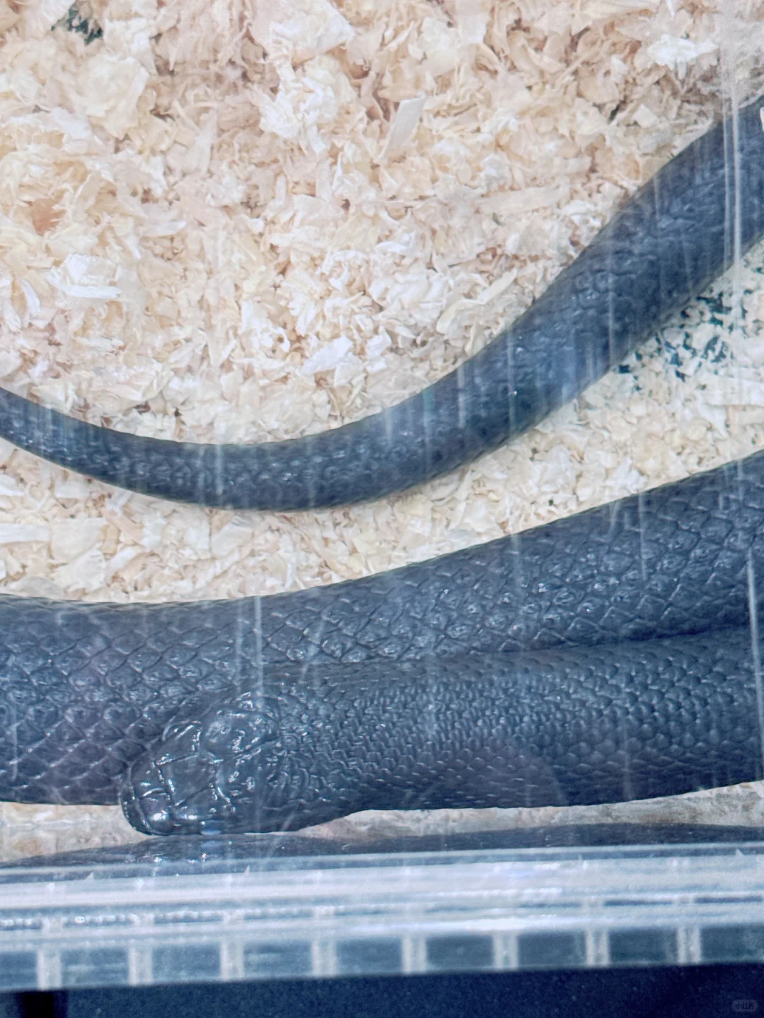 2025清迈宠物展第一天 老板视角带你云逛展