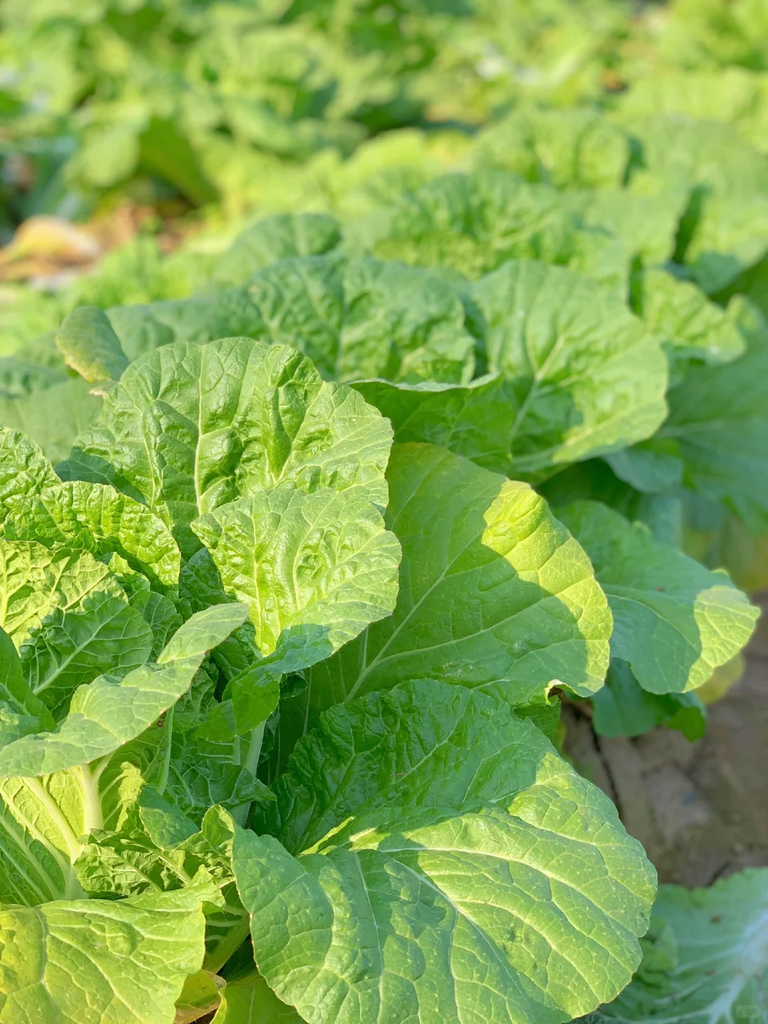 大兴免费捡白菜?位置在最后一张图片?