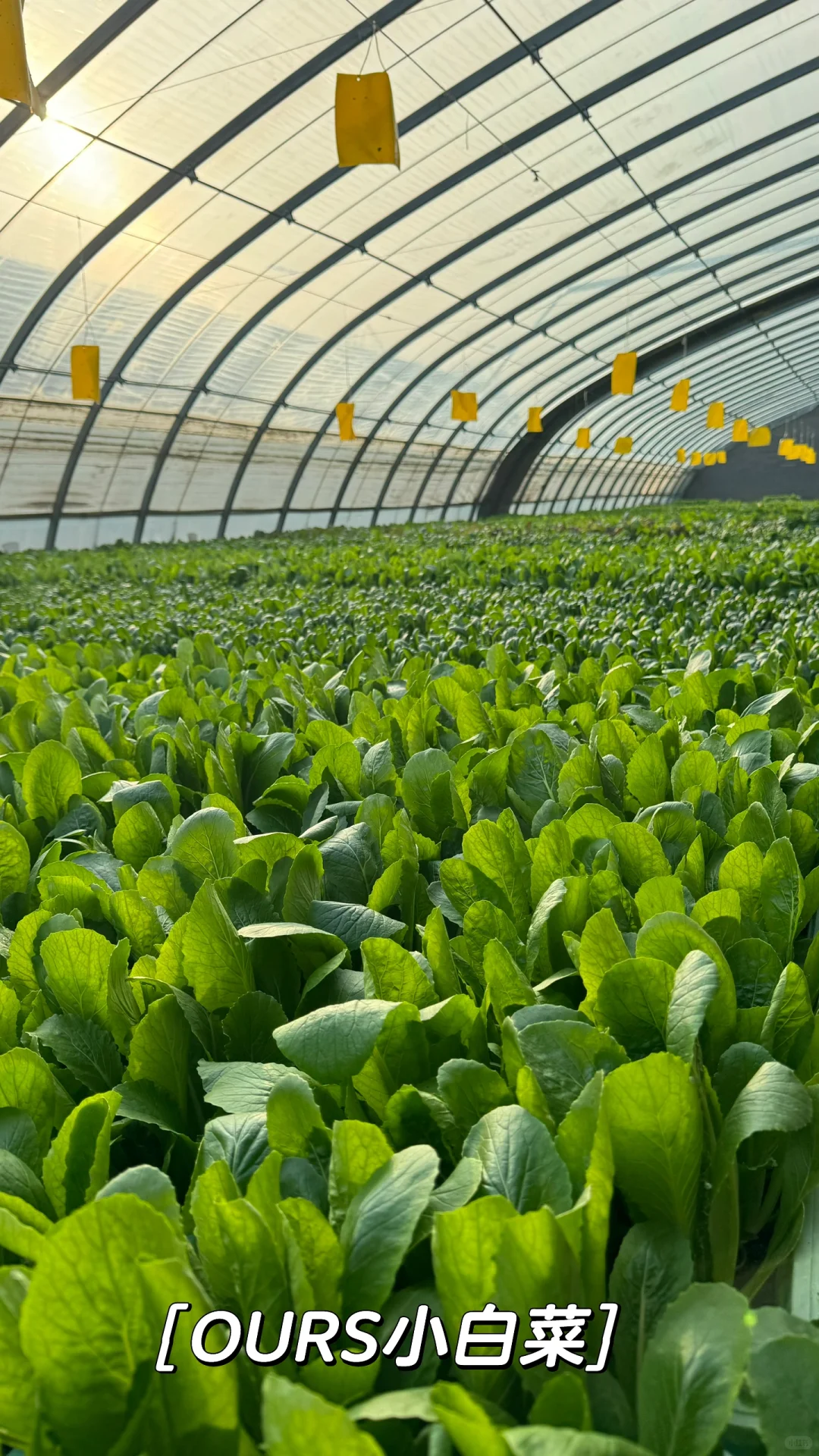 那些整整齐齐，超级治愈的蔬菜种植基地！