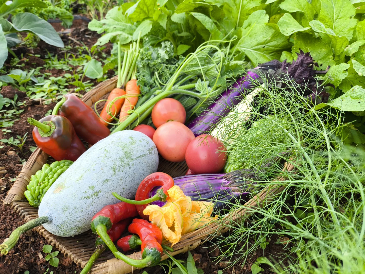 自从在农场租了菜地,我们实现绿色蔬菜自由
