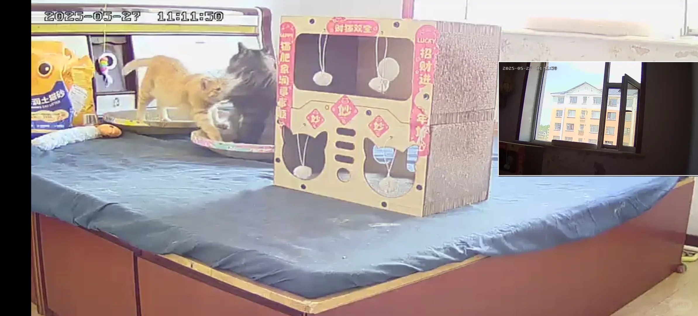 猫房必备监控器