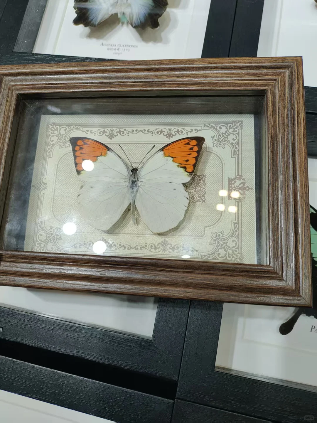 宠物展薅羊毛回来了