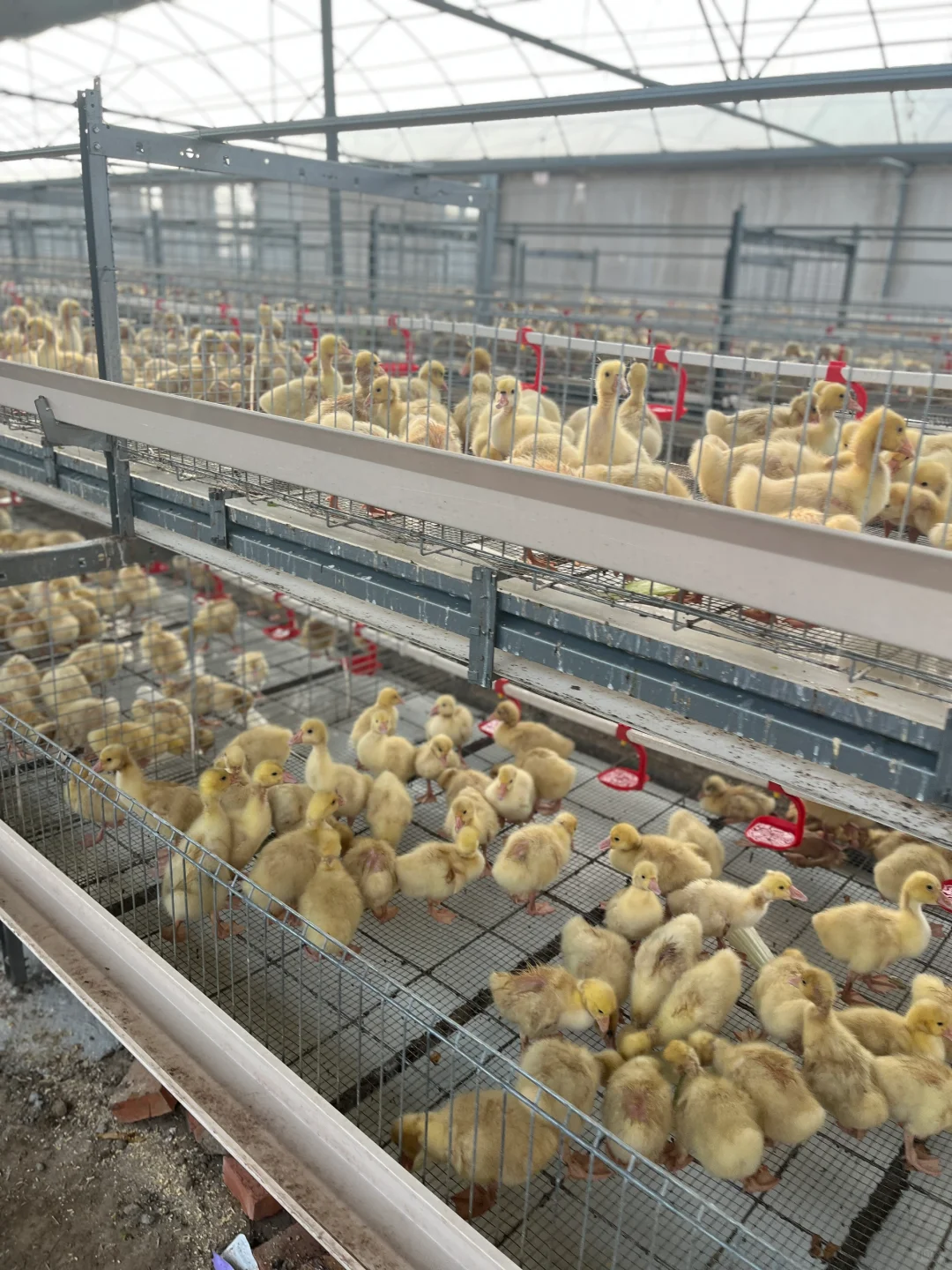 大批量鹅、脱温鹅苗