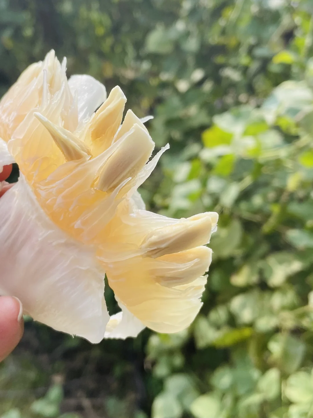 田园风光～好绿意 ?摘不完，根本摘不完