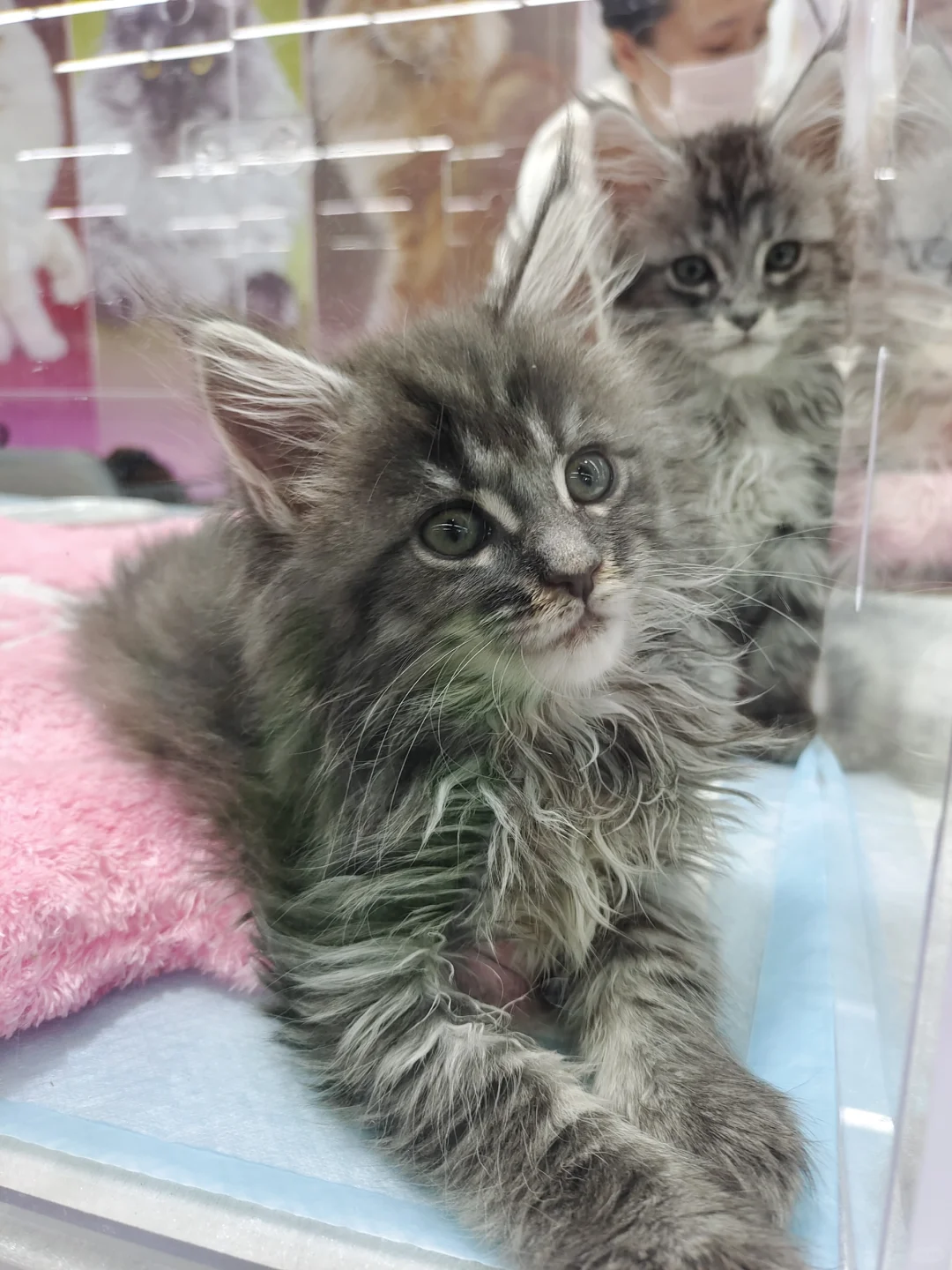 沈阳宠物博览会，避坑and羊毛攻略‼️